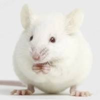 激素性股骨头坏死小鼠模型构建