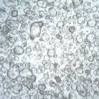 3dGRO Colon Intestinal Organoids, Age 43 (Prep ht-118-C)