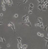 默克Merck SCCOHT-1 Human Small Cell Carcinoma Ovarian Cell Line