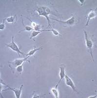 默克Merck OSUMMER.3 Mouse NRAS-Mutant Melanoma Cell Line