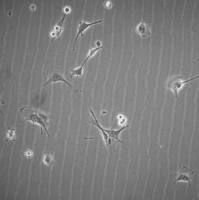 默克Merck D4M-3A Mouse Melanoma Cell Line