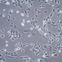 默克 MERCK SCp2 Mouse Mammary Epithelial Cell Line