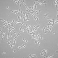 默克Merck RMS RET Melanoma-sorted Mouse Cell Line