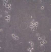 默克Merck ANBL-6 Plasma Cell Myeloma Cell Line