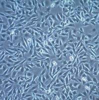 默克Merck B16-OVA MO4 Mouse Melanoma Cell Line