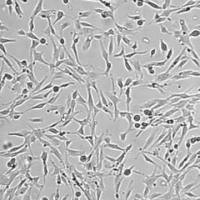 默克Merck OSUMMER.9 Mouse NRAS-Mutant Melanoma Cell Line