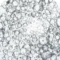 3dGRO® Ileum Intestinal Organoids, Age 34 (Prep HT-506-I)