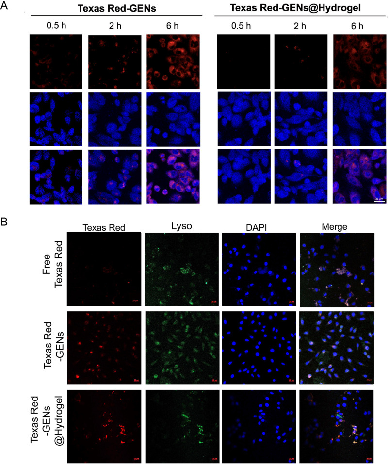 外泌体示踪 外泌体示踪