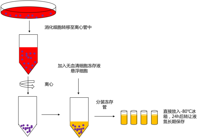 SERANA®无血清细胞冻存液（科研级）