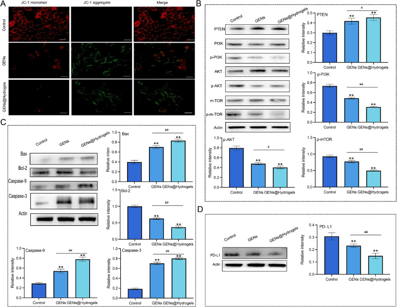外泌体体外研究 外泌体体外研究