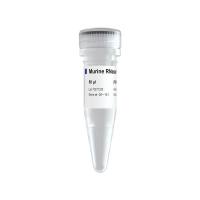 更高抗氧化活性的RNase 抑制剂 Murine RNase inhibitor （R301）