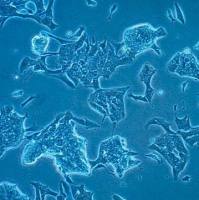 默克Merck VCaP-EnzR Human Enzalutamide Resistant Prostate Cell Line