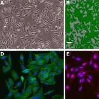 默克Merck SK-MEL-103 Human Melanoma Cell Line