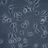 默克Merck OSUMMER.11 Mouse NRAS-Mutant Melanoma Cell Line