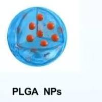 负载坦内霉素的聚乳酸-羟基乙酸共聚物纳米颗粒被叶酸修饰 17-AAG@PLGA NPs-FA