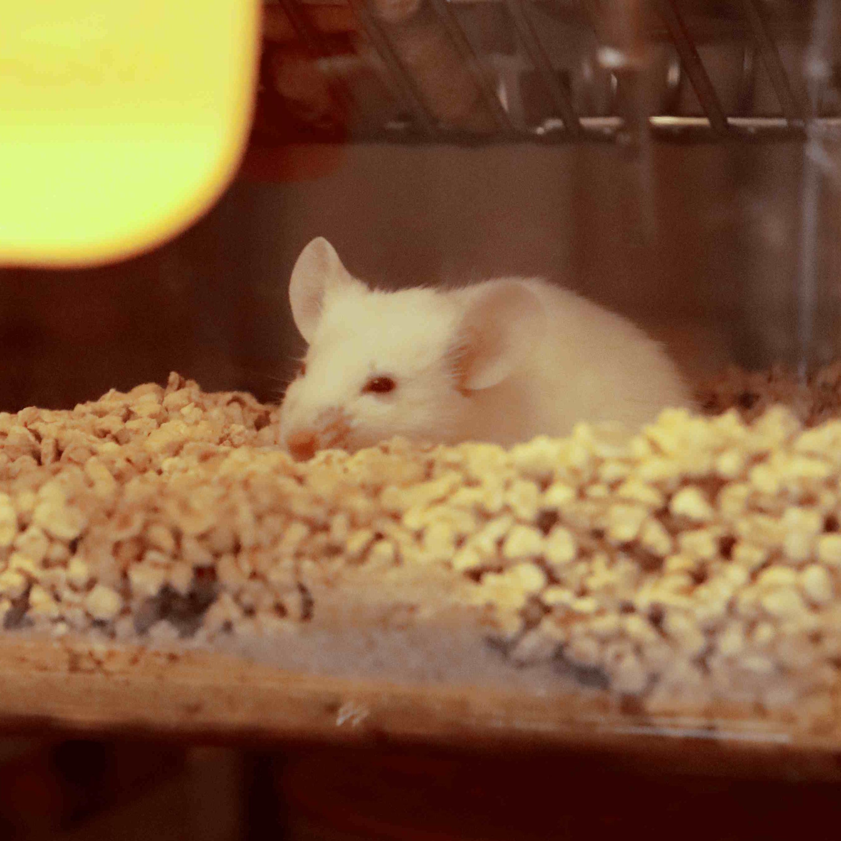 实验动物 小鼠大鼠饲养服务