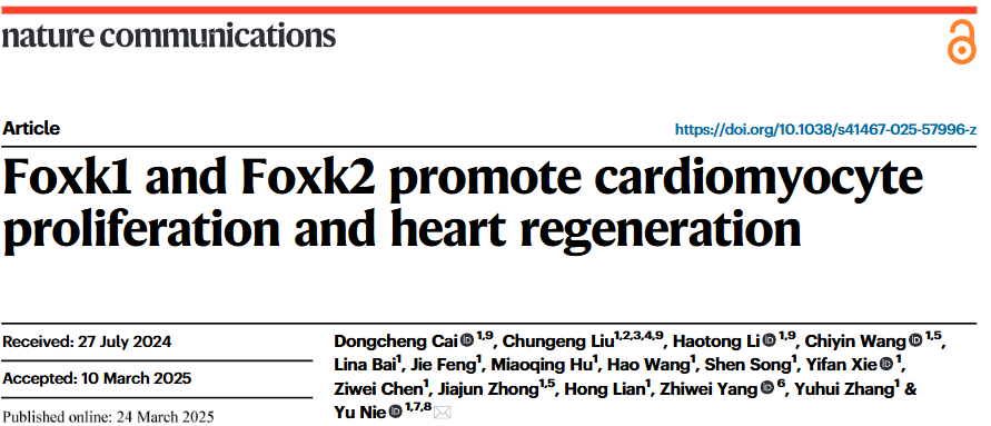 心脏再生新希望！Foxk1/2如何唤醒沉睡的心肌细胞？