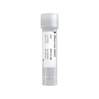 RNase-free ddH₂O（无核酸酶的水，RNA相关实验必备品）(P071)
