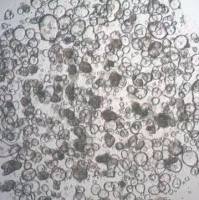 3dGRO Colon Rectum Intestinal Organoids, Age 23 (Prep ht-208-CR-CR)