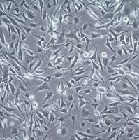 默克Merck OSUMMER.10 Mouse NRAS-Mutant Melanoma Cell Line