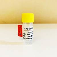 罗丹明B1单克隆抗体（2B1细胞株）；罗丹明B1单抗（16G2细胞株）；罗丹明B1抗体；Rhodamine B抗体；罗丹明B1抗原