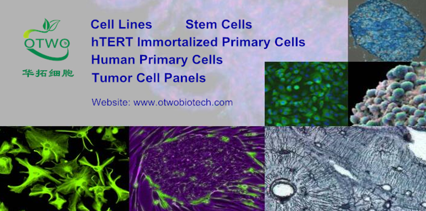 RBrF大鼠支气管成纤维细胞|永生化|RBrF细胞