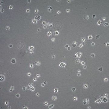 默克Merck Calu-3 Human Lung Adenocarcinoma Cell Line