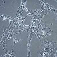 默克Merck TB096 Human IDH1-Mutated Astrocytoma Cell Line