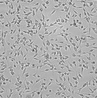 默克Merck OSUMMER.6 Mouse NRAS-Mutant Melanoma Cell Line