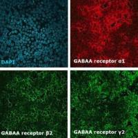 默克Merck HEK293 GABAA Receptor α1β2γ2 (short form) Cell Line