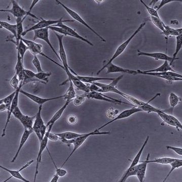 默克Merck OSUMMER.13 Mouse NRAS-Mutant Melanoma Cell Line