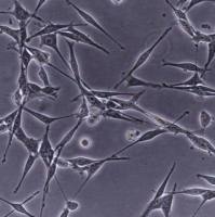 默克Merck OSUMMER.13 Mouse NRAS-Mutant Melanoma Cell Line