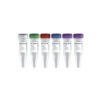 高效cDNA 一链合成试剂盒（去基因组） HiScript II 1st Strand cDNA