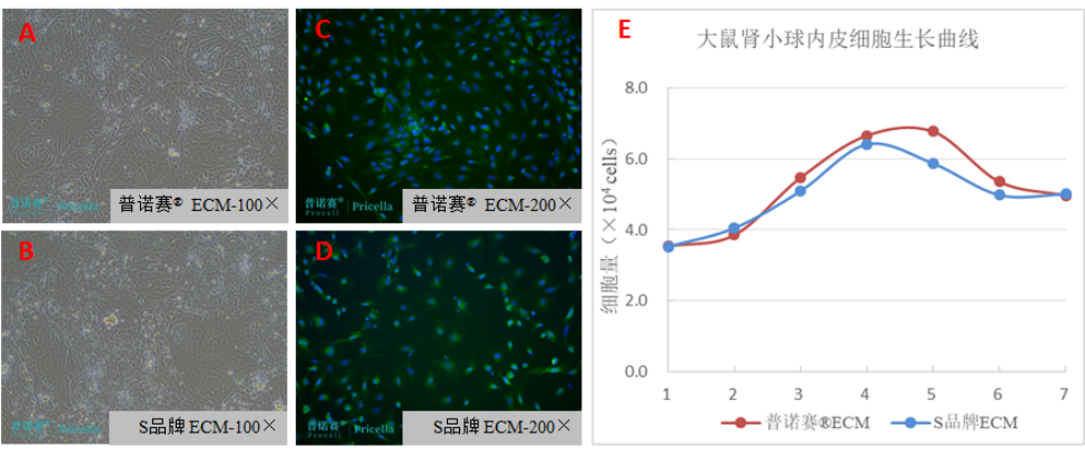 内皮细胞分离培养全攻略：关键步骤与避坑指南