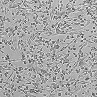 默克Merck OSUMMER.4 Mouse NRAS-Mutant Melanoma Cell Line