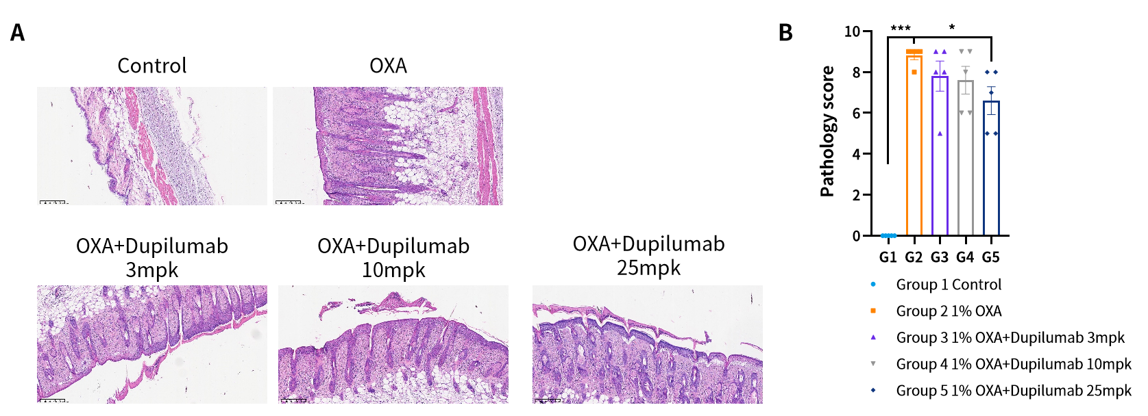 解锁特应性皮炎新药潜能，南模生物AD模型精准赋能