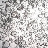 3dGRO Duodenum Intestinal Organoids, Age 59 (Prep ht-230-D)