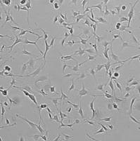 默克Merck OSUMMER.7 Mouse NRAS-Mutant Melanoma Cell Line