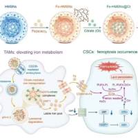 负载1,8-桉叶素的葡聚糖纳米颗粒被单核细胞膜包裹 CIN@DEX@MM