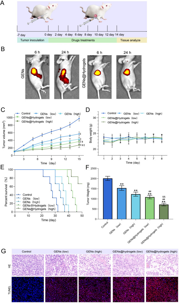 外泌体体内研究 外泌体体内研究