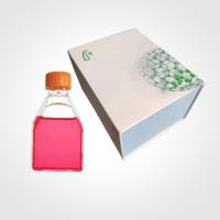 小鼠口腔黏膜上皮细胞|MOMEpiC细胞|永生化小鼠口腔黏膜上皮细胞细胞系|MOMEpiCs