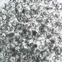 3dGRO Duodenum Intestinal Organoids, Age 62 (Prep ht-227-D)