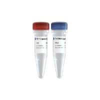 T4 DNA Ligase（催化dsDNA平末端或粘性末端连接反应的T4连接酶）（C301）