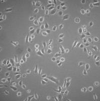 默克Merck HPDE6c7 Human Pancreatic Duct Epithelial Cell Line
