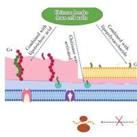 壳聚糖纳米颗粒包裹他克莫司 CS NPs@Tacrolimus