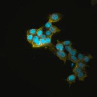 默克Merck HEK293 GABAA Receptor α1β2γ2 (long form) Cell Line