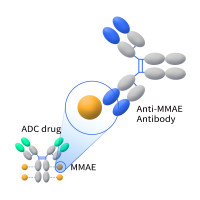 MMAE抗体/Anti-MMAE antibody(9C4); Rabbit mAb