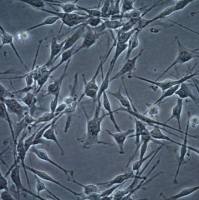 默克 MERCK OSUMMER.12 Mouse NRAS-Mutant Melanoma Cell Line