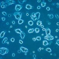 默克Merck LbetaT2 Mouse Pituitary Gonadotrope Cell Line