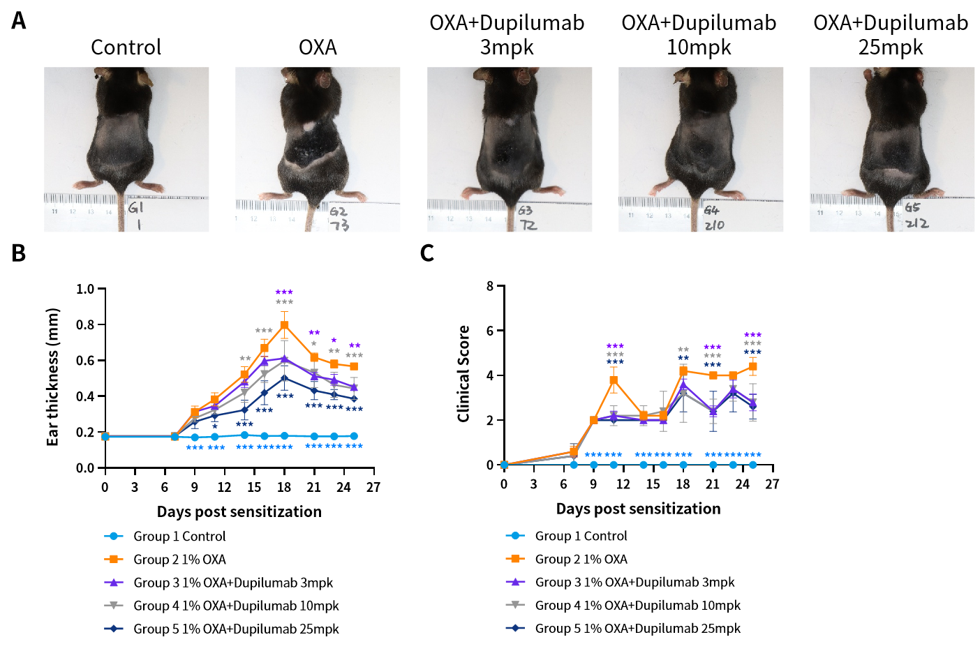 解锁特应性皮炎新药潜能，南模生物AD模型精准赋能